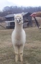 alpaca for sale