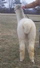 alpaca for sale