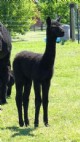 alpaca for sale