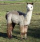 alpaca for sale