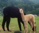 alpaca for sale