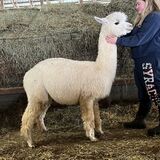 alpaca for sale