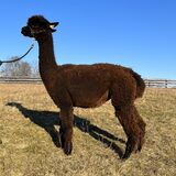 alpaca for sale