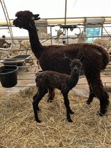 alpaca for sale