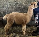 alpaca for sale