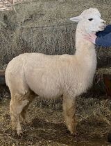 alpaca for sale