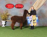 alpaca for sale