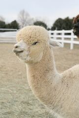 alpaca for sale