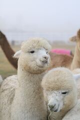 alpaca for sale