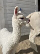 alpaca for sale