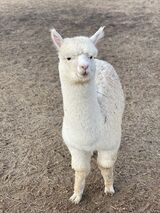 alpaca for sale