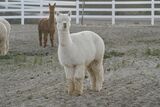 alpaca for sale