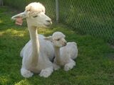 alpaca for sale