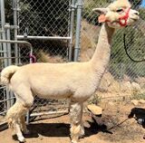 alpaca for sale