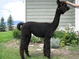 alpaca for sale