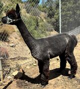 alpaca for sale