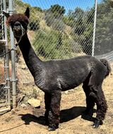 alpaca for sale