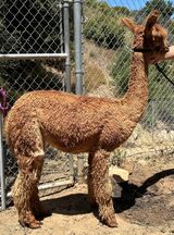 alpaca for sale