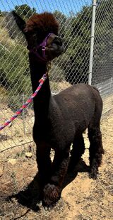 alpaca for sale