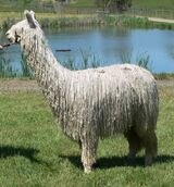 alpaca for sale