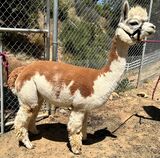 alpaca for sale