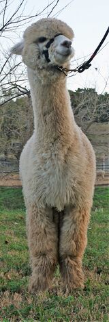 alpaca for sale