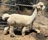 alpaca for sale