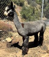 alpaca for sale