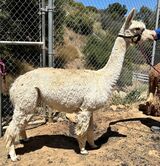 alpaca for sale