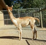 alpaca for sale