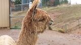 alpaca for sale