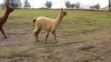 alpaca for sale