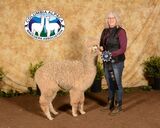 alpaca for sale