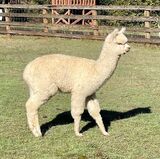 alpaca for sale