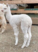 alpaca for sale