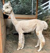 alpaca for sale