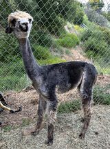 alpaca for sale