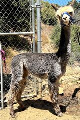 alpaca for sale