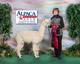 alpaca for sale