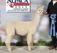 alpaca for sale