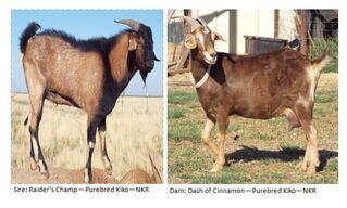 Calidon's Sire and Dam