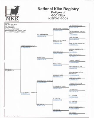 Orla's Pedigree