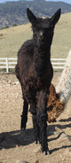 2012 Cria Defying Gravity