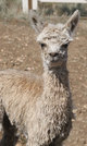 2011 Cria Xan