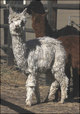 Cria Kenosha