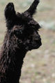 2014 cria Malvolio