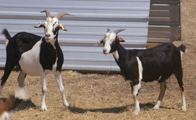 Petunia with Kid