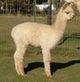 2007 Cria