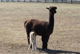 Brie with cria Luna