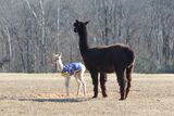 Brie with cria Luna